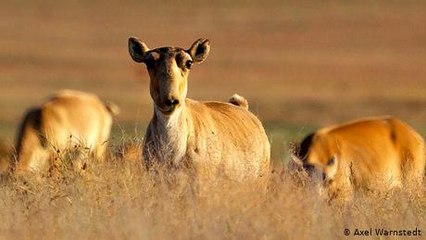 Kazajistán: baby boom en la estepa