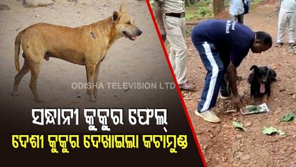 Stray Dog Helps Police Solve 'Murder' Case |  Odisha