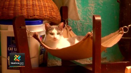 tn7-campaña-de-gatos-y-perros-00721