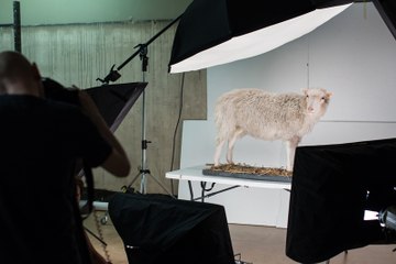 25 años del nacimiento de la oveja Dolly, el primer mamífero clonado