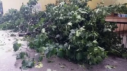 İSTANBUL - Kartal'da yola ağaç devrildi