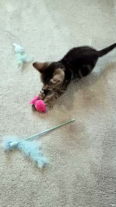 Wakefield kitten given less than 1% chance of survival after being born without a bottom saved by unique operation