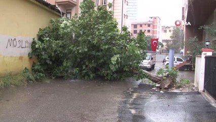 Kartal'da sağanak yağış nedeniyle ağaç devrildi