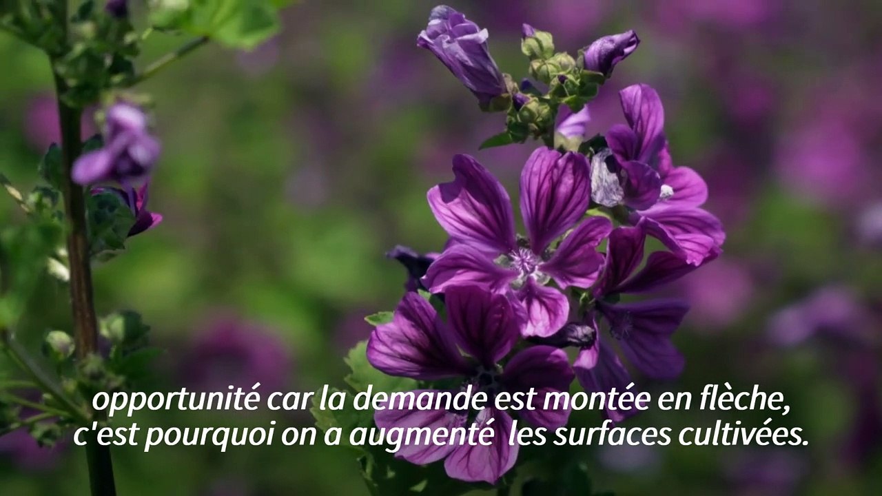 Avec la pandémie, les herbes sont plus vertes en Albanie