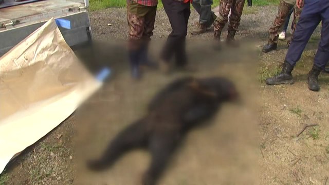 곰 두 마리 사육장 탈출...한 마리 사살·한 마리 추적 / YTN