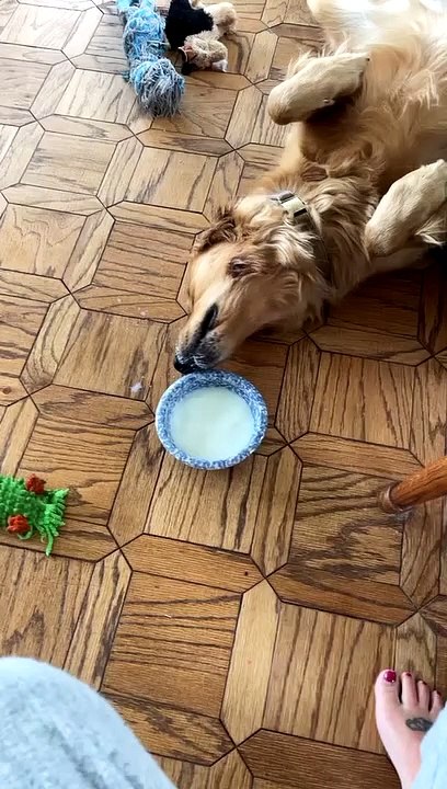 Lazy Dog Drinks Milk