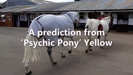 England v Denmark: a prediction from 'psychic pony' Yellow