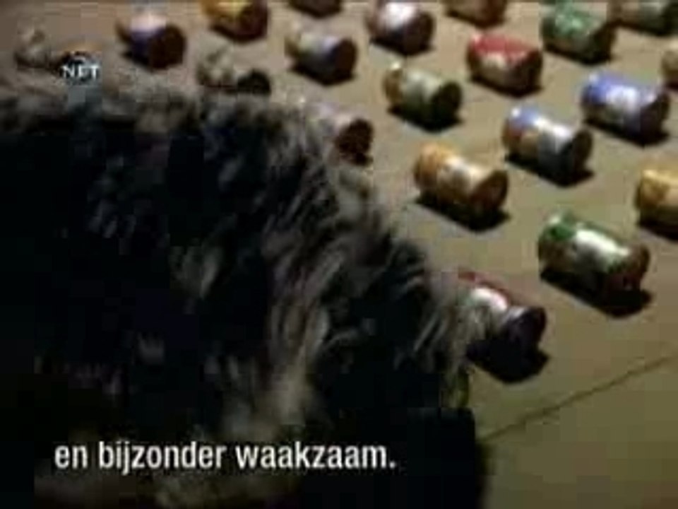 CuteSecurity