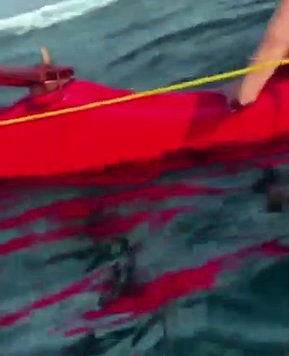 Une baleine faisant un grand saut a failli atterrir sur une femme qui se reposait tranquillement