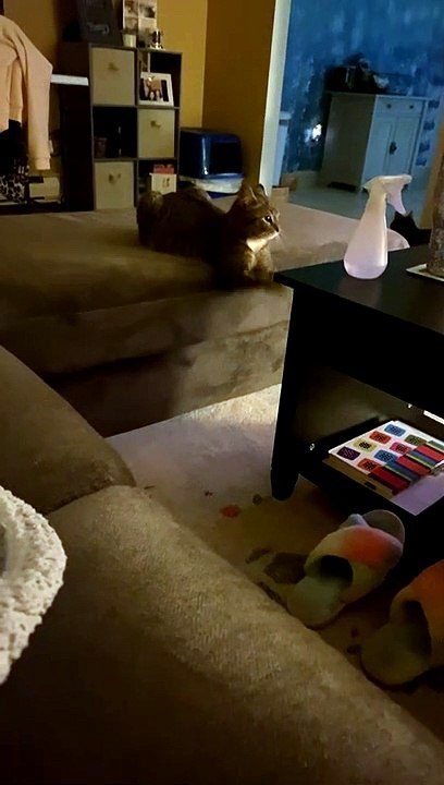 Cat Does Curls for the Girls with Air Weights