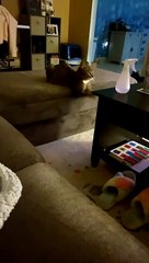 Cat Does Curls for the Girls with Air Weights