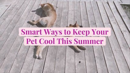 Smart Ways to Keep Your Dog Cool This Summer
