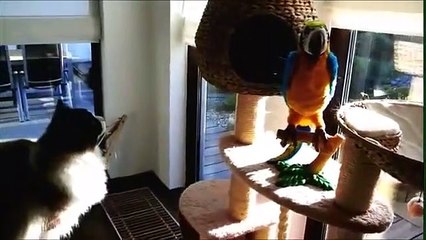 İlk kez papağan gören kedi