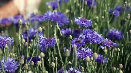 طفرة كبيرة في زراعة الأعشاب الطبية في ألبانيا منذ بدء الجائحة