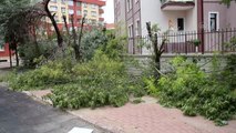 Bir sitenin bahçesindeki ağaçların kesilmesi tepki çekti