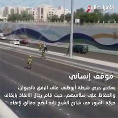 下载视频: انقاذ قطة صغيرة