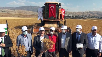 ŞIRNAK - İlk kez ekimi denenen aspirin hasadı yapıldı