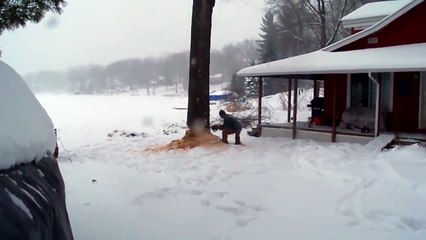 Il coupe un arbre pour qu'il ne tombe pas sur sa maison ! Raté