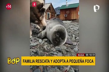 Familia rescata y adopta a pequeña foca: perro se convierte en su fiel compañero