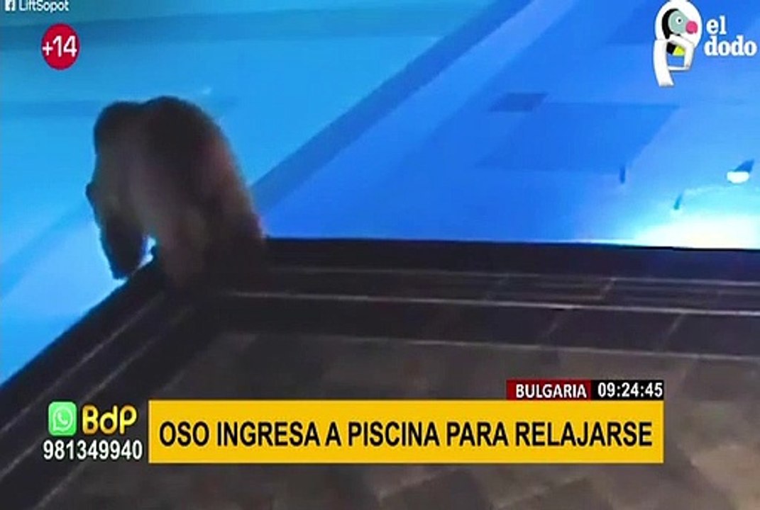 Viral: oso aprovecha piscina cerrada por invierno para relajarse y nadar