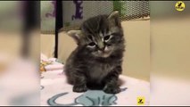 Cats | Funny & Cute Cats | Cats PRO | Cats Video compilation 06
