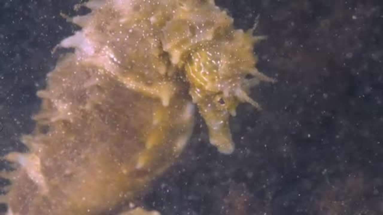 La cuenta atrás de una colonia de caballitos de mar en Grecia