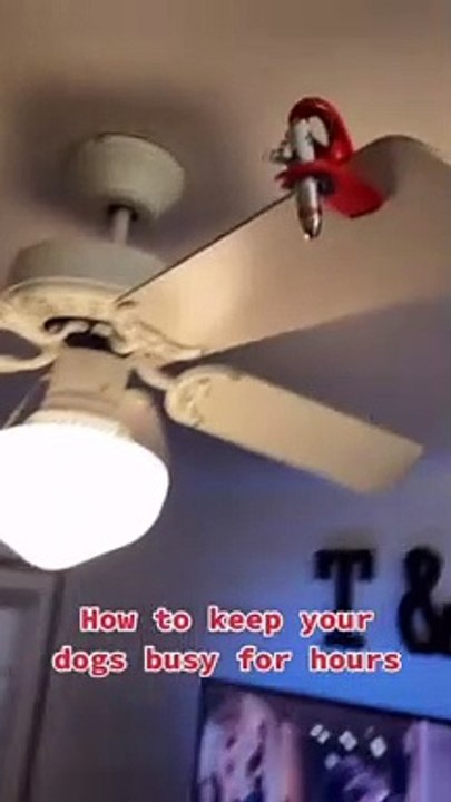 How to Keep Your Dogs Busy