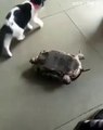 Ters dönen kaplumbağa arkadaşına yardım eden sevimli kedi.