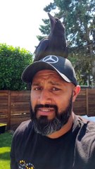Crow Finds Perfect Perch on Man's Head