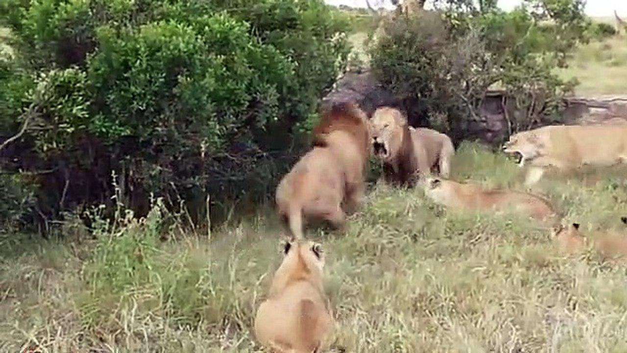 Dev aslanların büyük kavgası