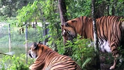 Onları ilk kez böyle göreceksiniz