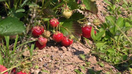 Place à la cueillette des fraises à Grande-Anse