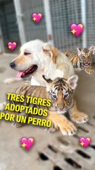 Tres tigres adoptados por un perro