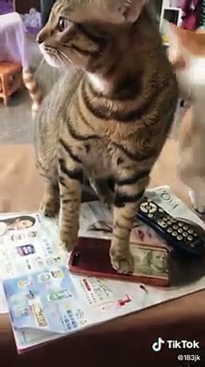 Chats fougueux quand tu es excité