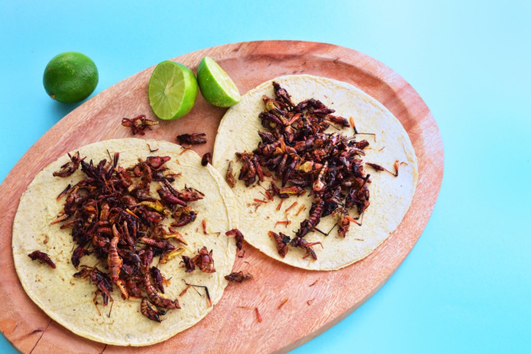 Las propiedades de los chapulines (que no conocías)