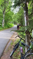 Moose Approaches Biker on Alaskan Trail