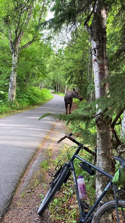 Moose Approaches Biker on Alaskan Trail