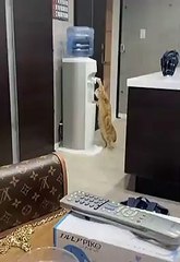 Ganito Pala Ung pusa Uminom 