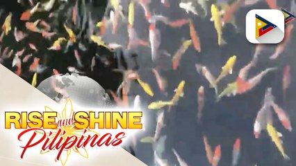 Tips sa pag-aalaga ng Koi