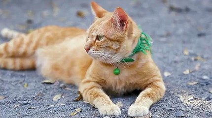 Cute domestic cat lying on grounds. Thai orange and white cat