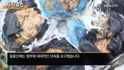 [자막뉴스] 전기로 도살…갇혀있던 개 33마리 구출
