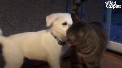 Cat Is NOT Happy About His New Puppy Brother _ The Dodo Odd Couples # ANIMAL LOVERS