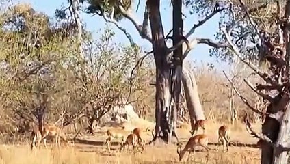 Kurnaz leopar ceylanı öyle bir avladı ki!