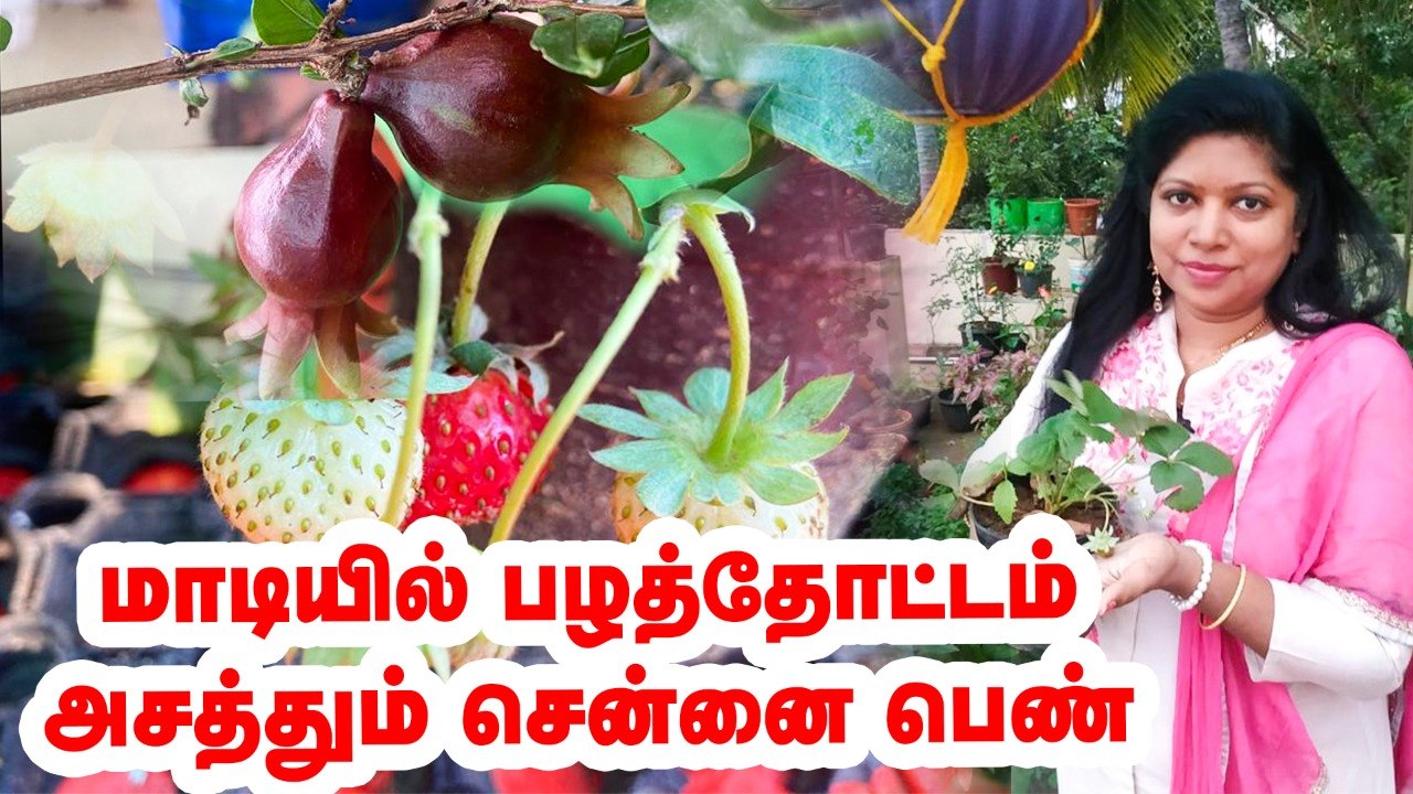 மாடியில் பழத்தோட்டம்.. அசத்தும் சென்னை பெண்! Terrace Fruit garden