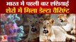 9 एशियाई शेरों में मिला डेल्टा वैरिएंट | Delta Variant in Asiatic Lions in Chennai Zoological Park