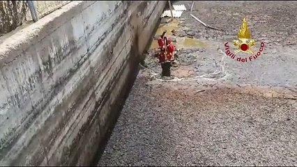 Varese, gattino cade vasca liquami: il salvataggio