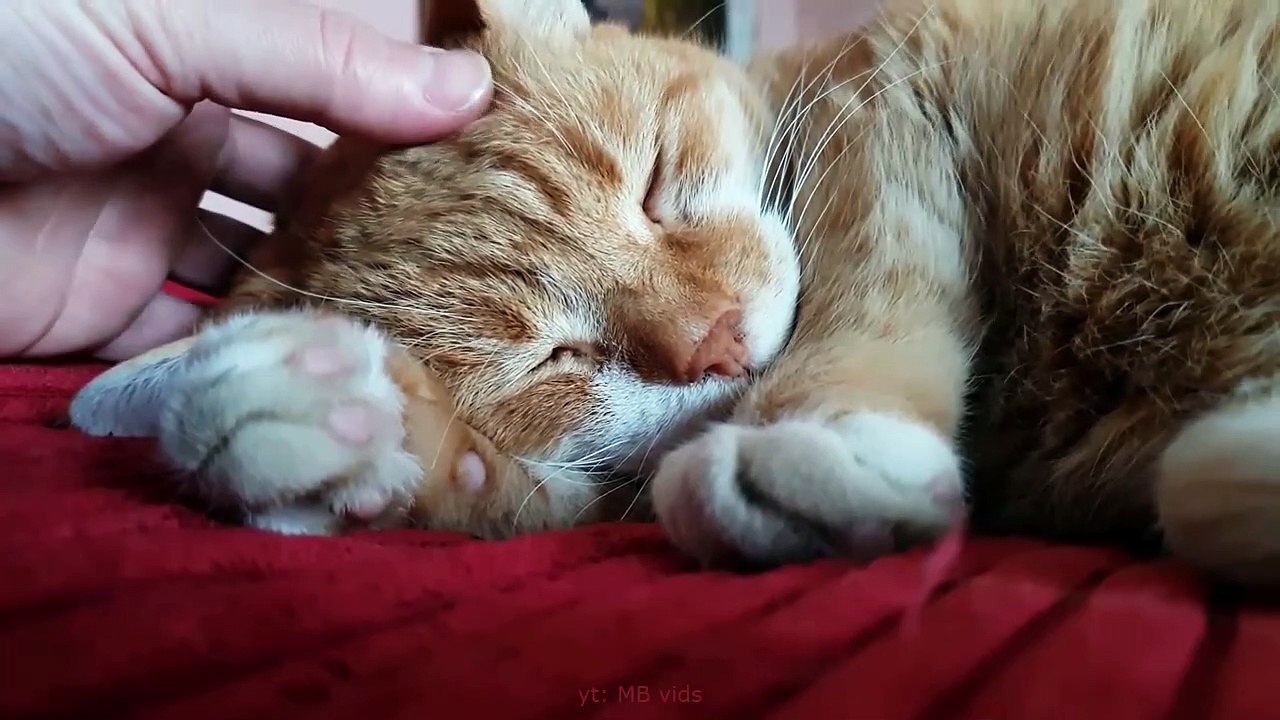 Hello Kitty Kitty