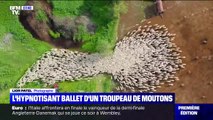 Un photographe filme un hypnotisant ballet de moutons