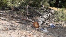 AKP’li belediyeden ağaç katliamı