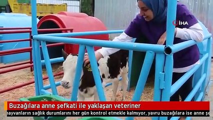 Buzağılara anne şefkati ile yaklaşan veteriner